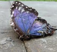 Death of the butterflies.